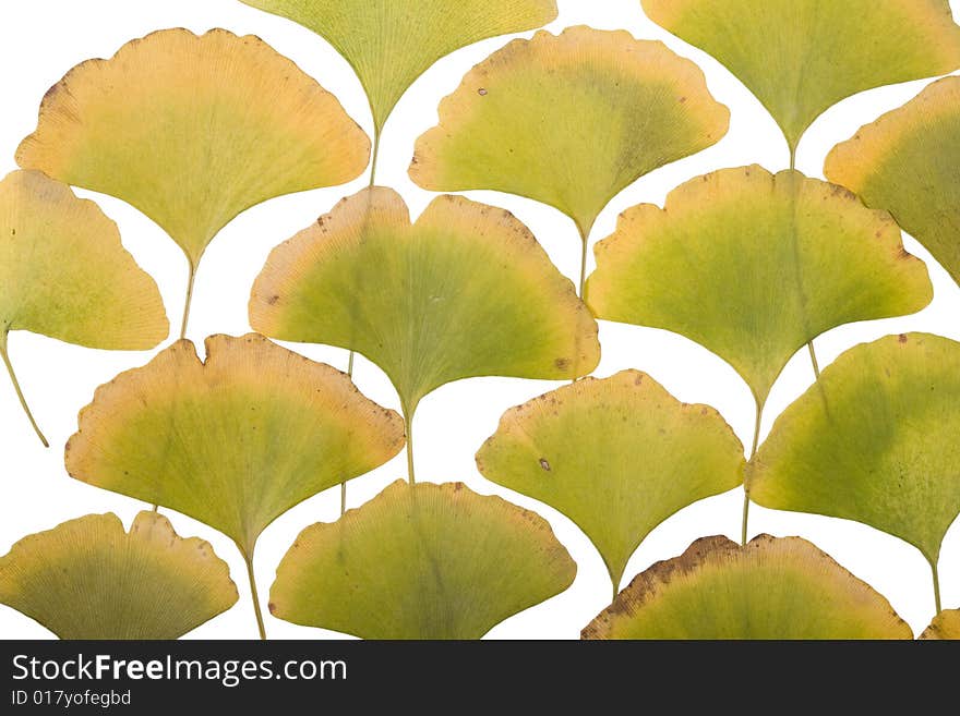 Yellow Autumn ginkgo Leafs on white
 Background