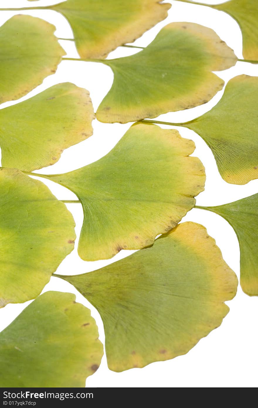 Yellow Autumn ginkgo Leafs on white Background