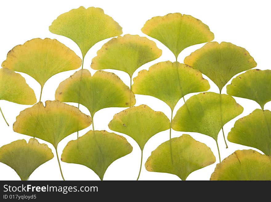 Yellow Autumn ginkgo Leafs on white
 Background