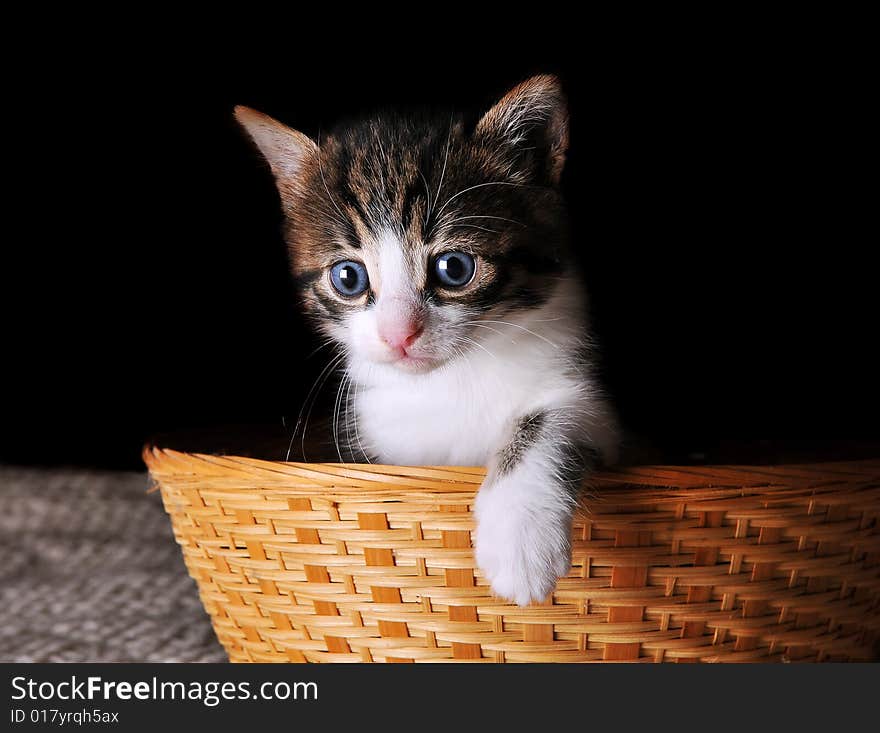 Small kitten sitting in a basket