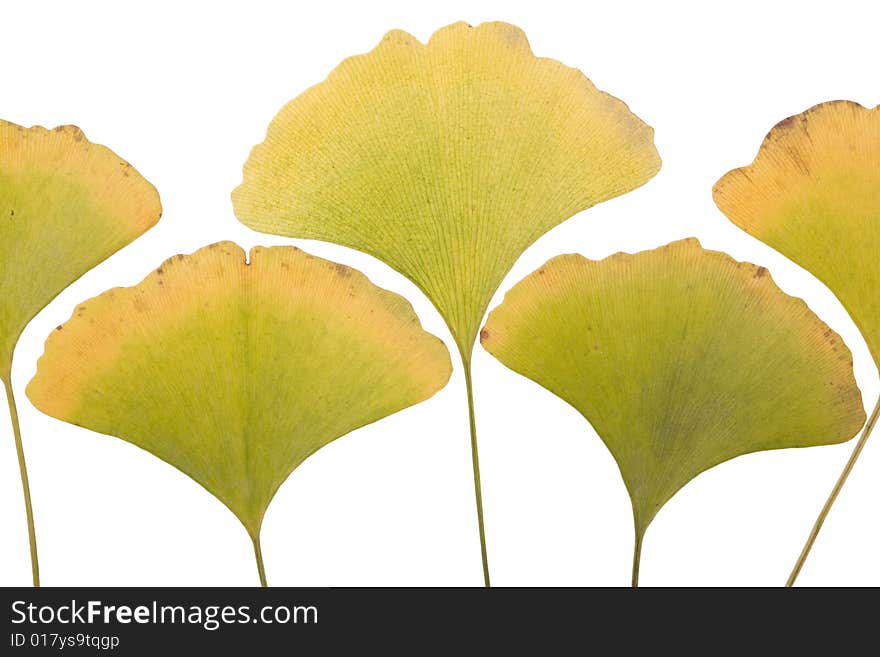 Yellow Autumn ginkgo Leafs on white
 Background