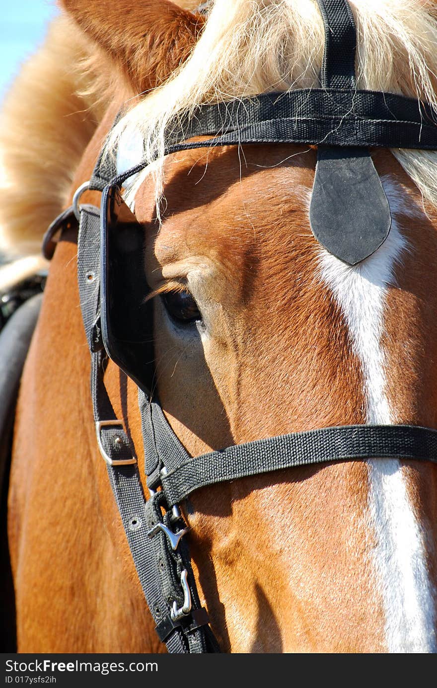 Close up of a draft horse face. Close up of a draft horse face