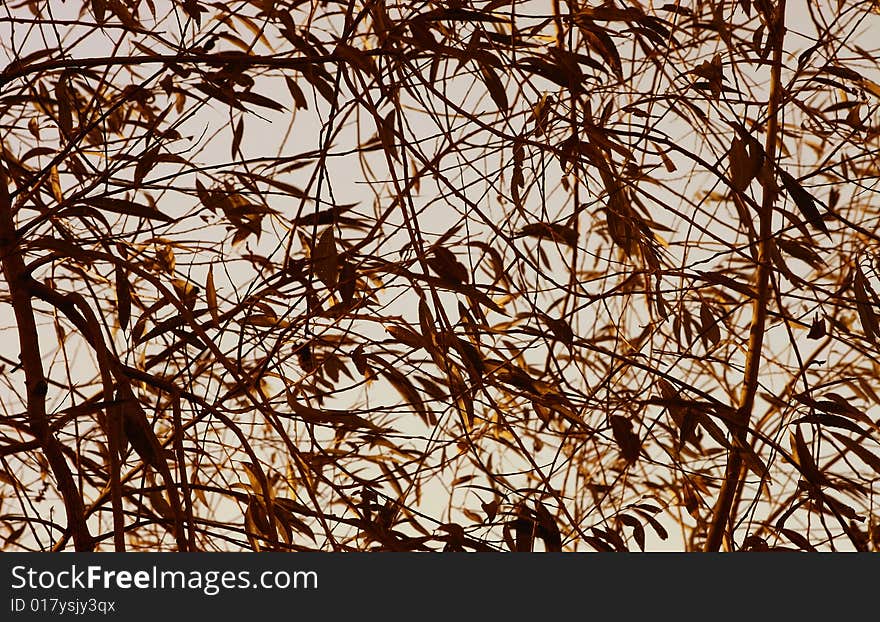 Background of leaves still on the tree