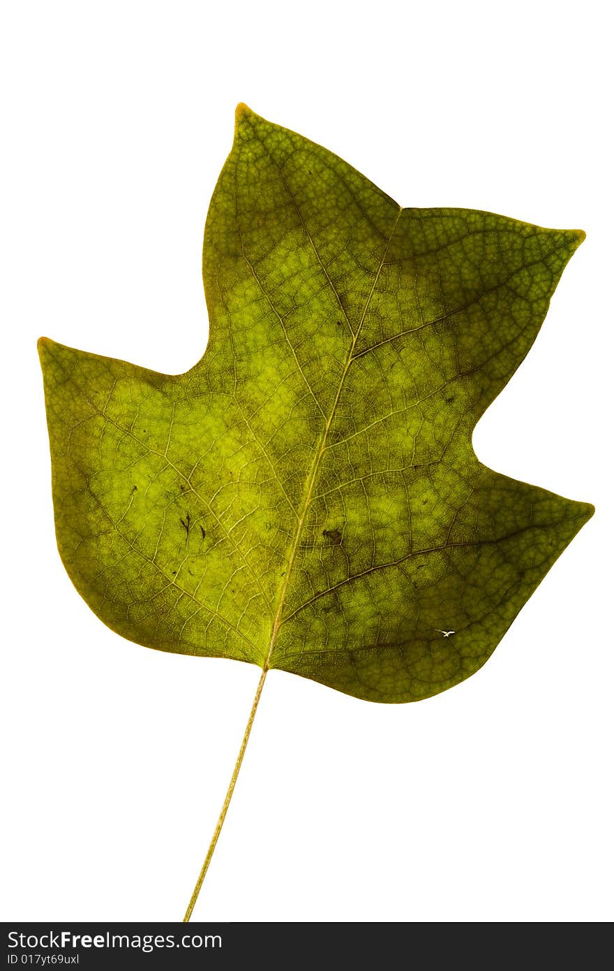 Green autumn  Leafs on white
 Background