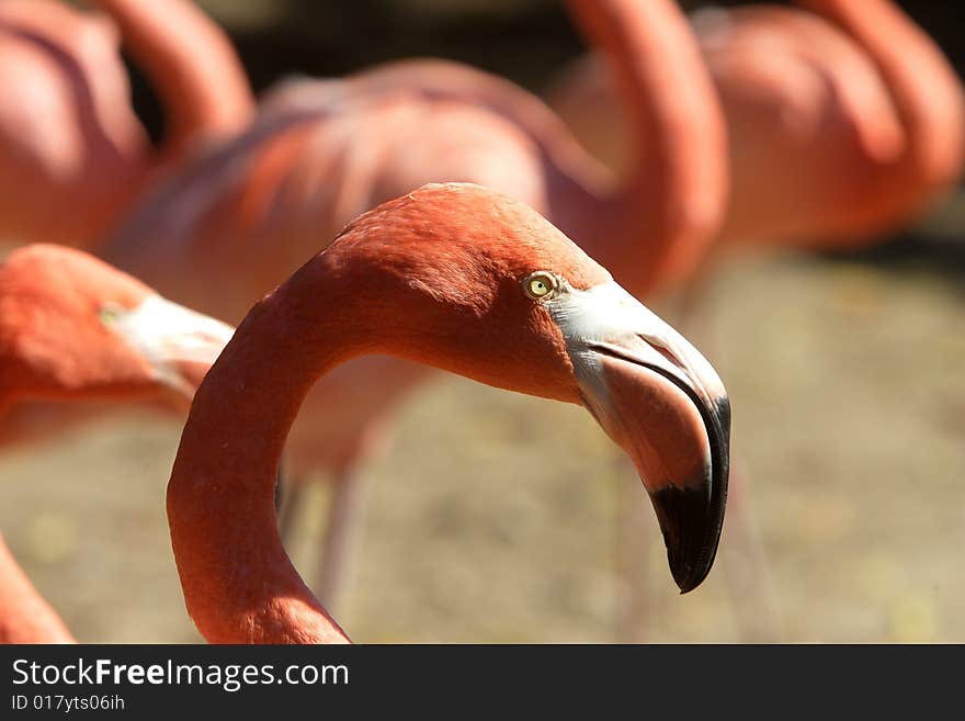 The head and partial neck of a pink flamingo