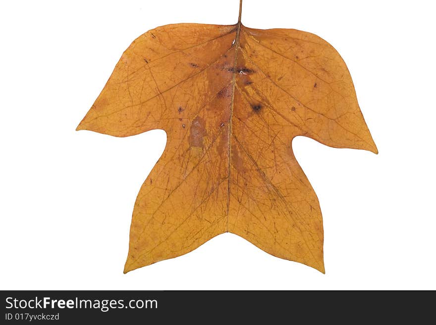 Yellow Autumn  Leafs on white
 Background