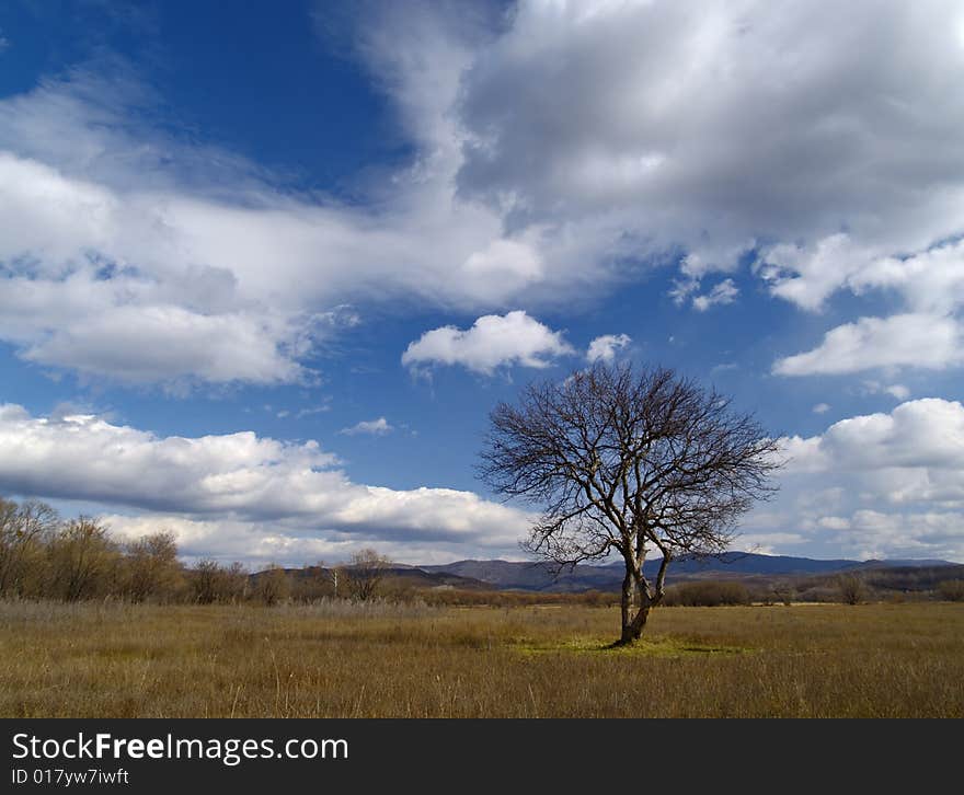 Tree and clouds