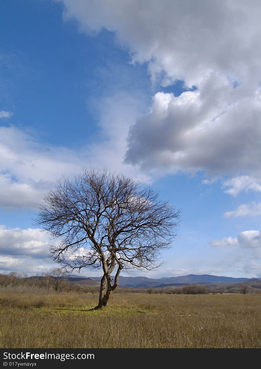 Tree and clouds