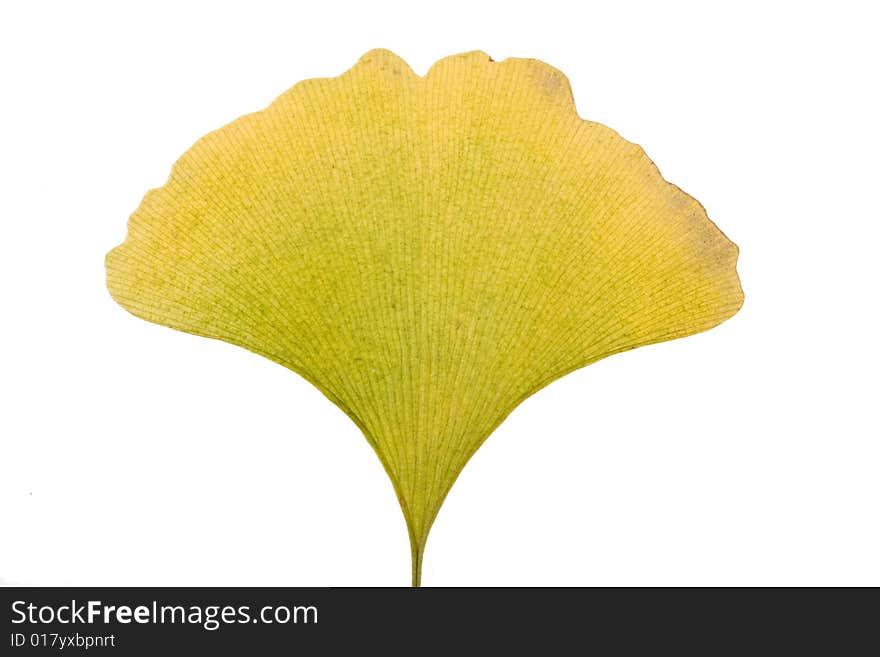 Yellow Autumn ginkgo Leaf on white
 Background