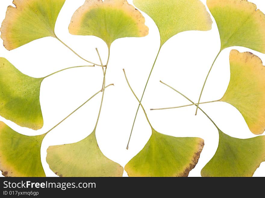 Ginkgo Leafs frame on white background