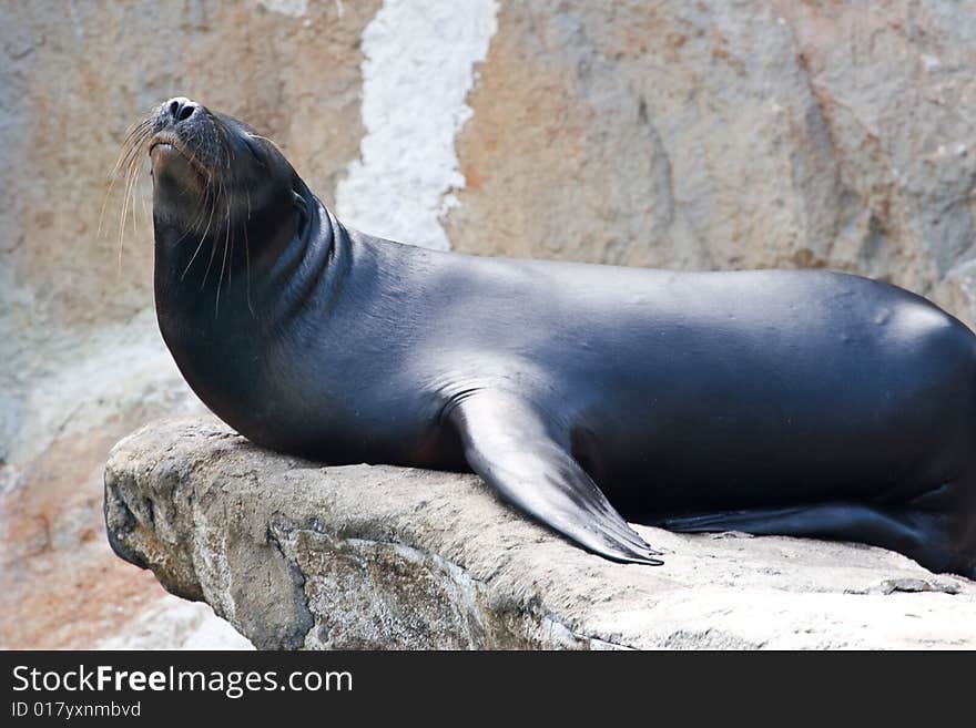 Sea Lion On Rock