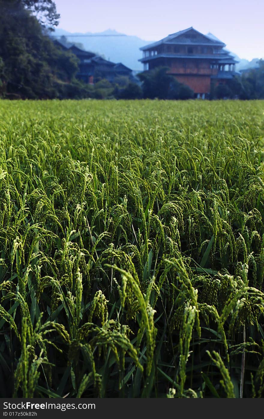 Paddyfield