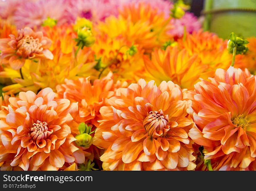 Orange and White Dahlias