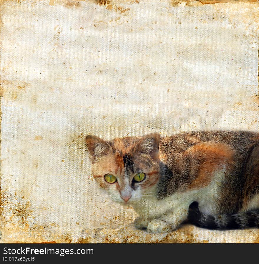 Cat On A Grunge Background