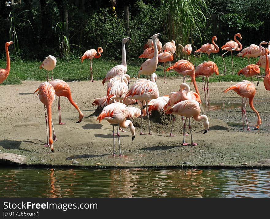 Pink Flamingos