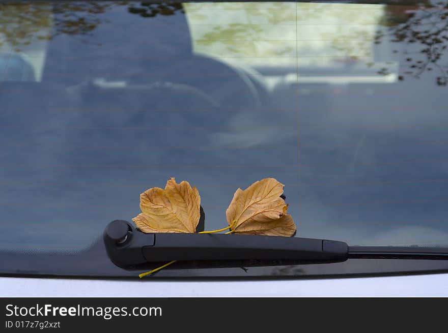 Autumnal Leaves On Car Glass