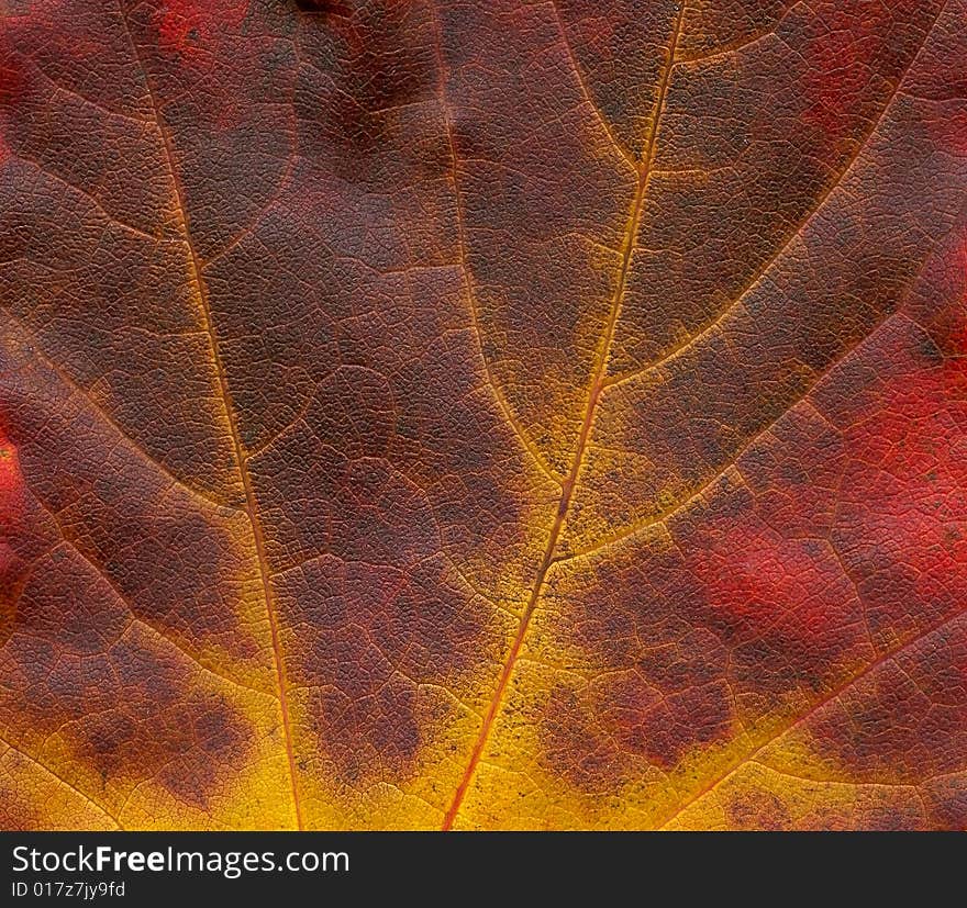 Structure of scanned leaves of maple (Acer). Scan.