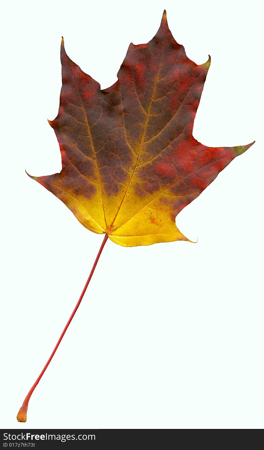 High quality scanned leaf of maple (Acer)