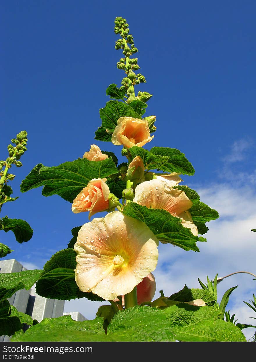 In the garden of flowers after the rain . In the garden of flowers after the rain ...