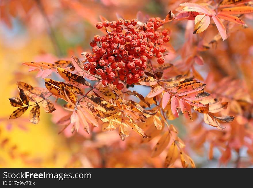 Red rowanberries in colour autumn