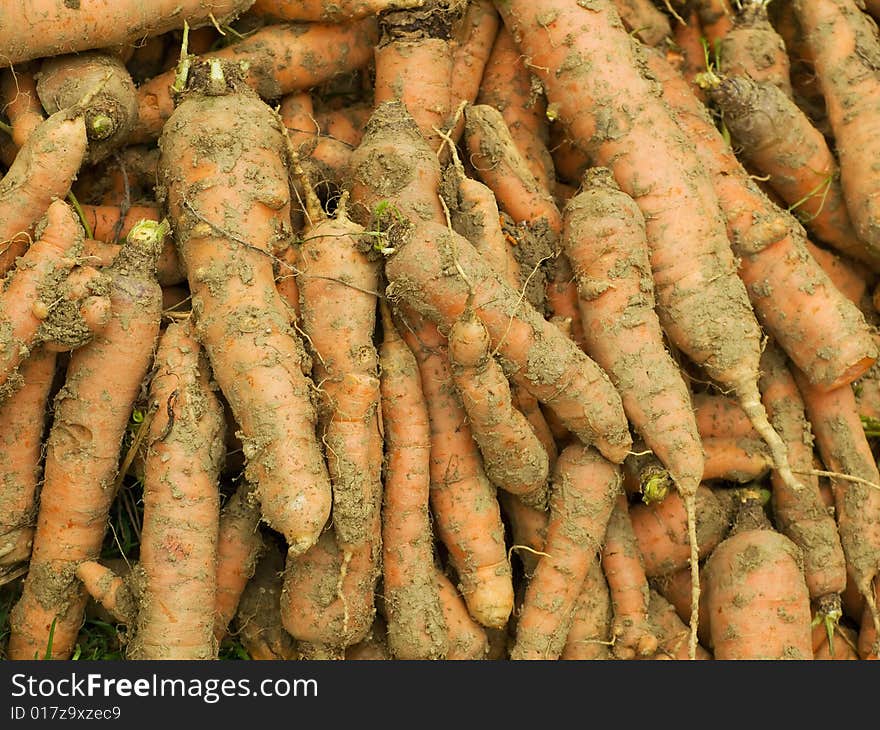 Muddy but fresh carrot immediately after harvest. Muddy but fresh carrot immediately after harvest.