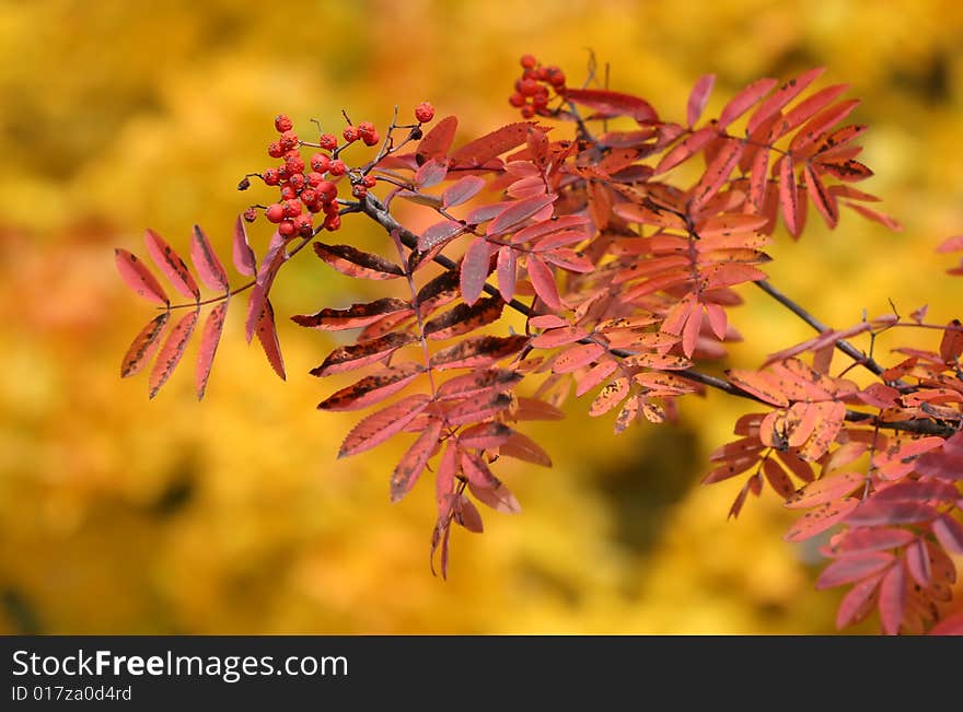 Red rowanberries and coloured leaves. Red rowanberries and coloured leaves