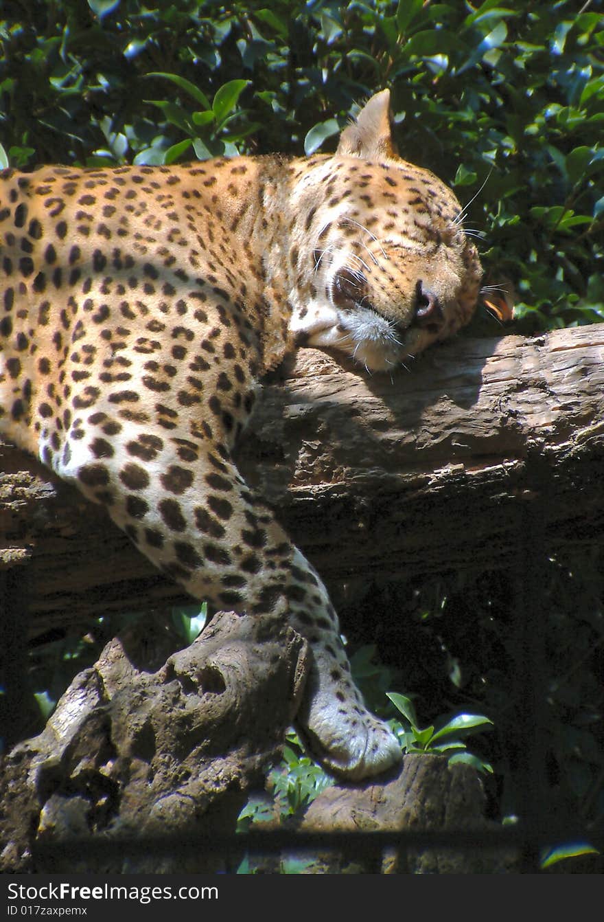 Leopard sleeping on a tree