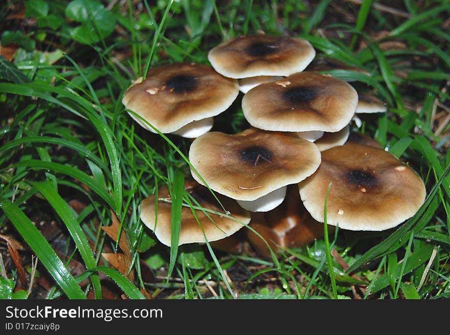 Wild mushrooms of light brown caps with a dark spot at the center and with white rims, and thick white rings, all under tall wet green grass with water drops. Wild mushrooms of light brown caps with a dark spot at the center and with white rims, and thick white rings, all under tall wet green grass with water drops.