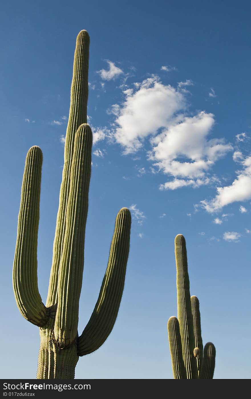 Saguaro cactus against blue sky with clouds