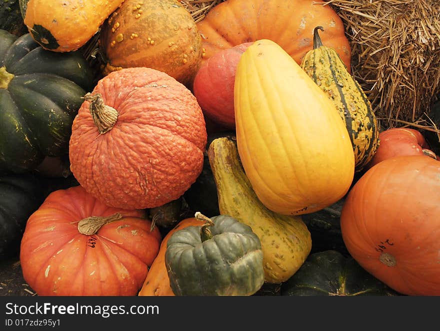 Harvest of Pumpkins and Gourds