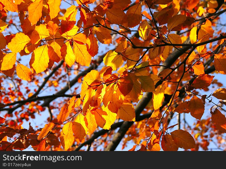 Vivid goden leaves against blue sky background. Vivid goden leaves against blue sky background