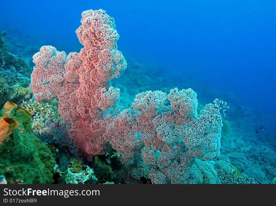 Indonesian coral reef