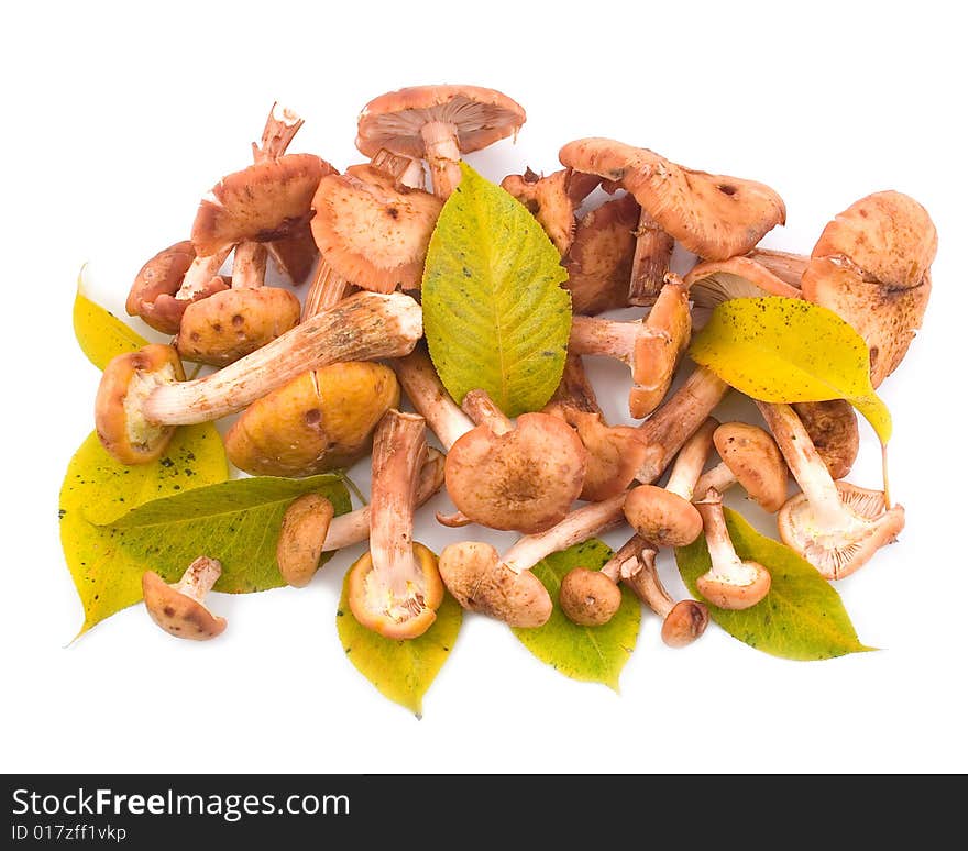 Mushrooms honey agarics with yellow leaves