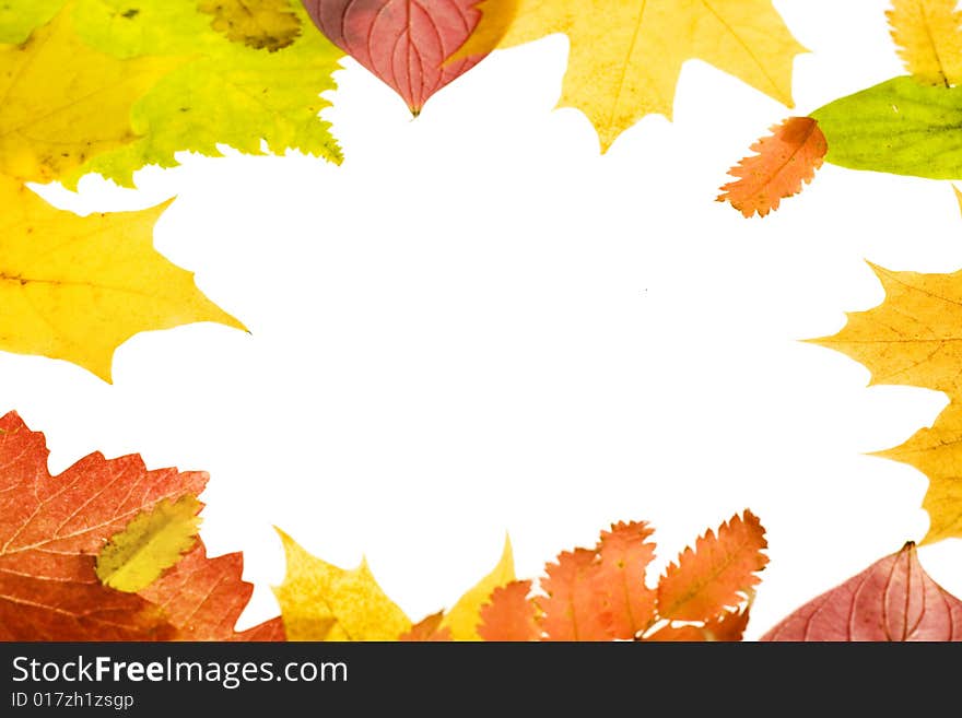 Autumn leaves frame