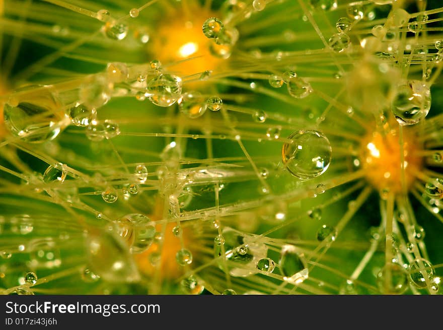 Some water drops on a cactus. Some water drops on a cactus