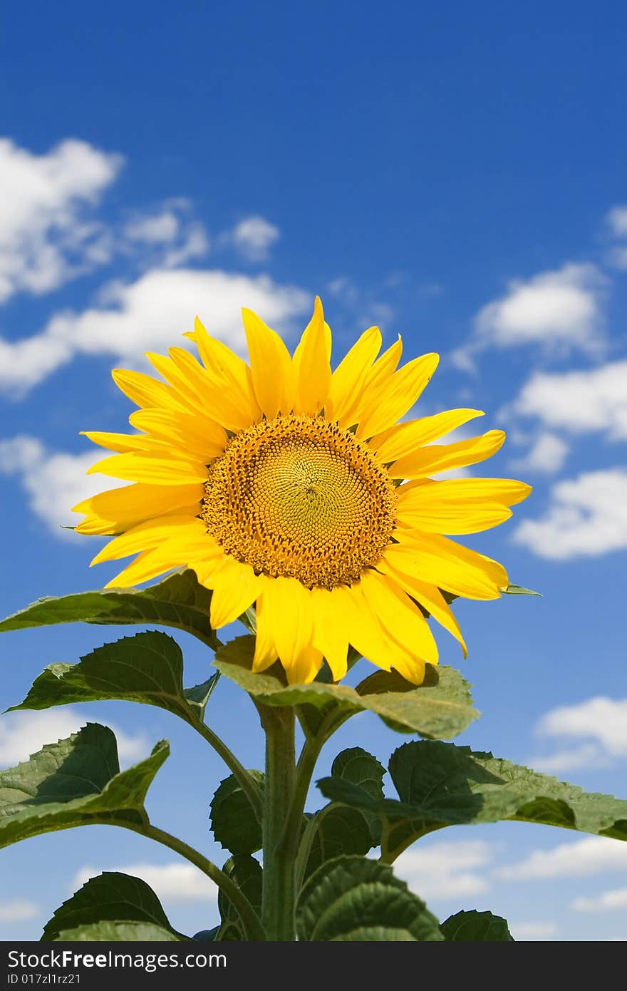 Amazing sunflower and blue sky background