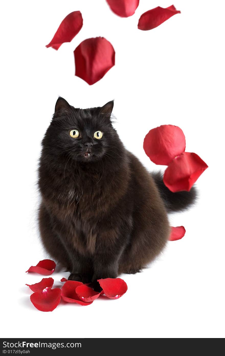 Black cat and rose petals isolated