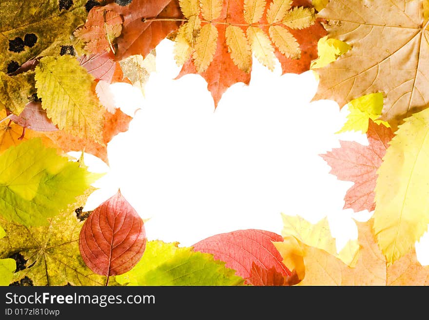 Autumn leaves frame