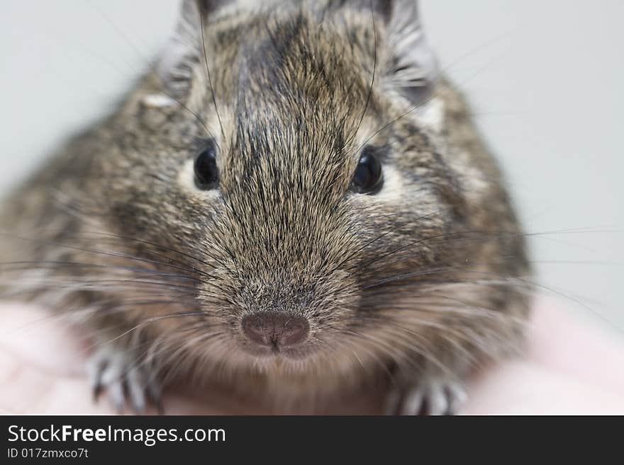 Exotic rodent degu (african squirrel)