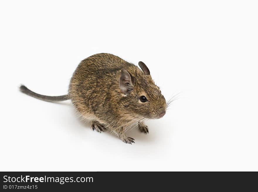 Degu