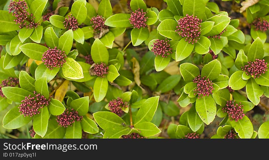 Nice colored leaves in autumn