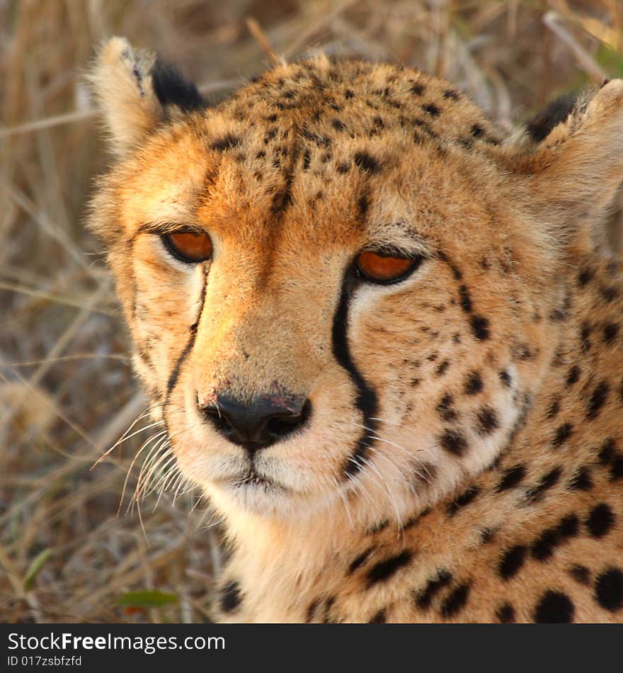 Photo of a Cheetah in Sabi Sands, South Africa