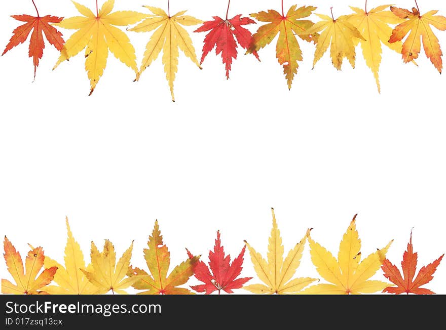 Autumnal acer leaves forming a frame. Autumnal acer leaves forming a frame