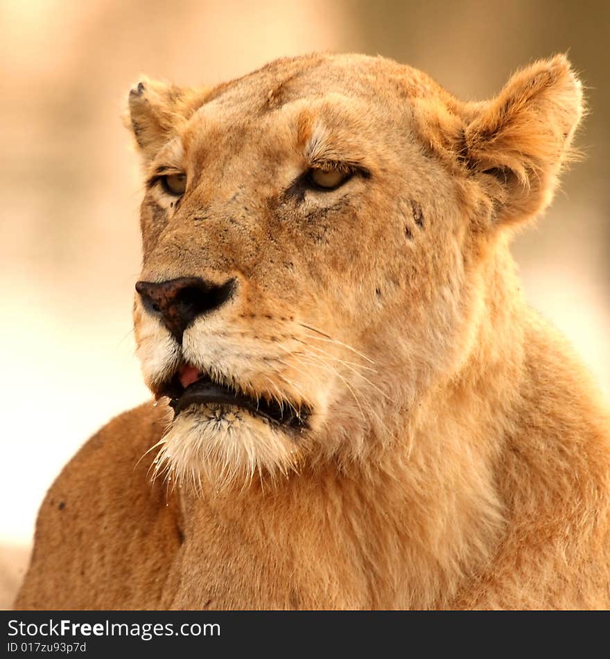 Lioness in Sabi Sands