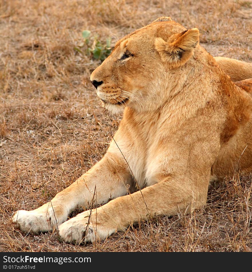 Lioness in Sabi Sands