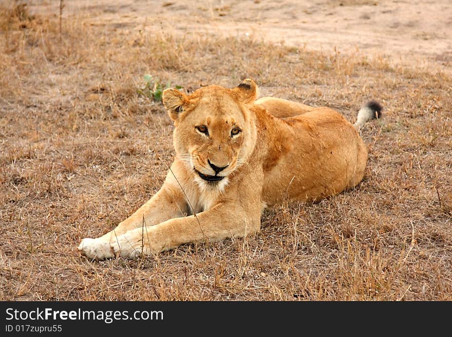 Lioness in Sabi Sands