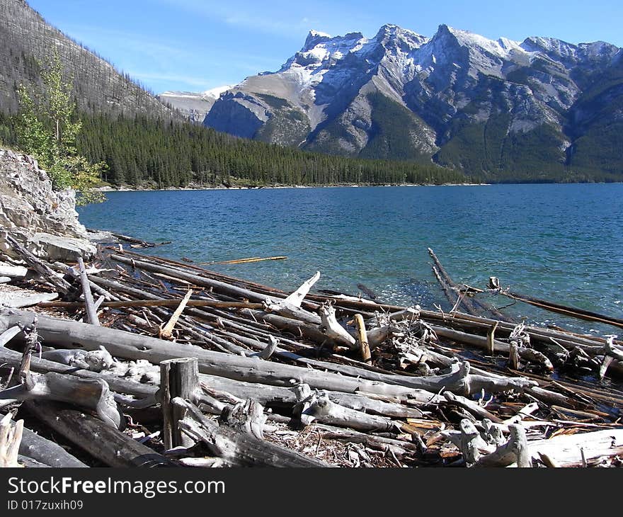 Old trees at a lake in Alberta, Canada. Old trees at a lake in Alberta, Canada