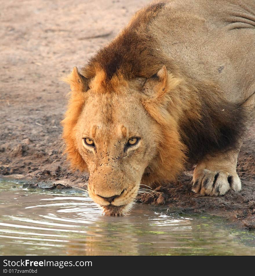 Lion drinking in Sabi Sands