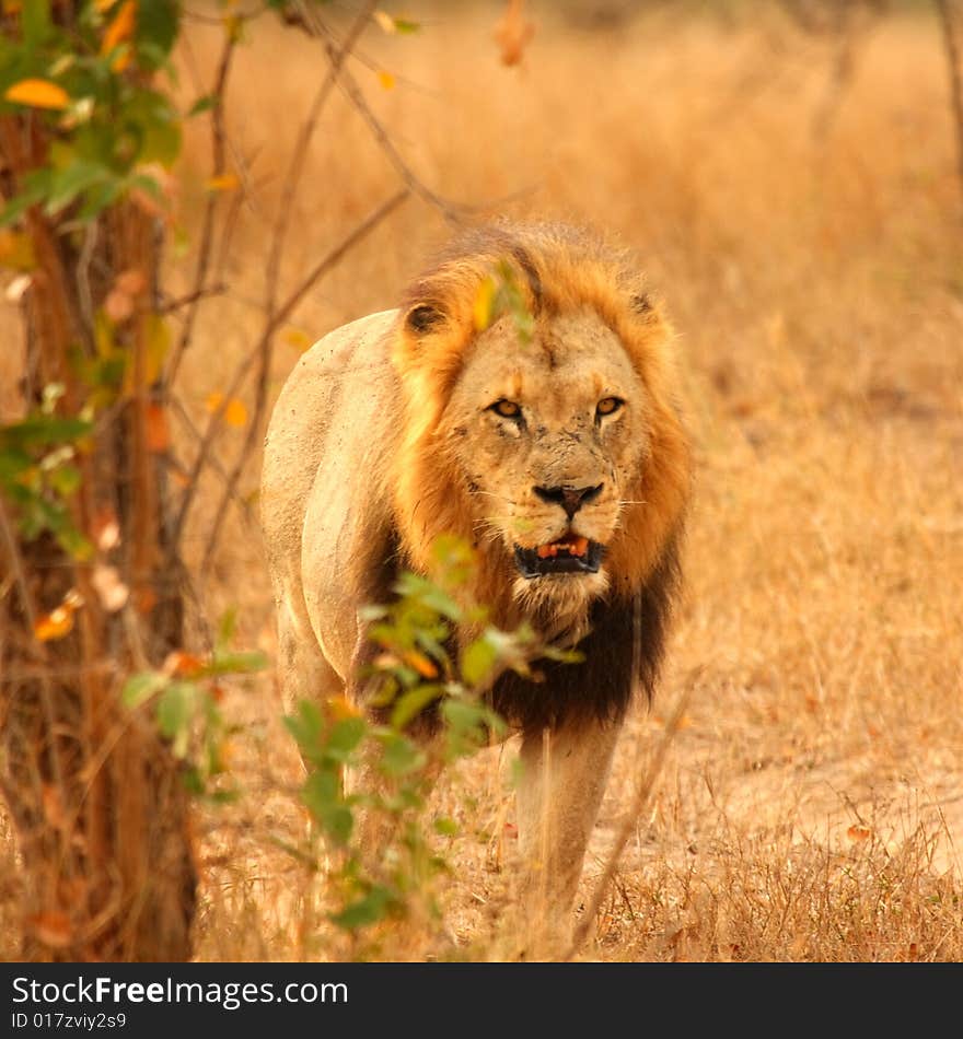 Lion in Sabi Sands Reserve, South Africa