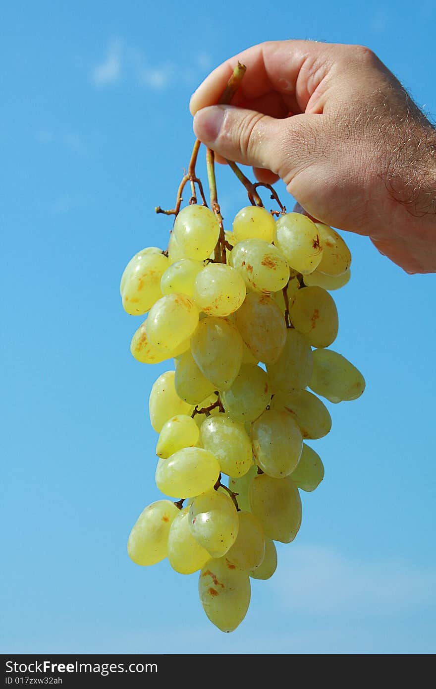 Ripe green grapes in a hand on a background of the blue sky